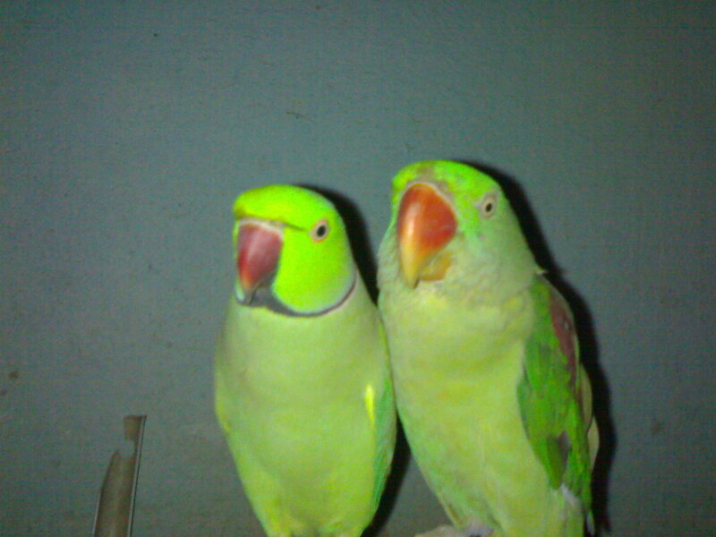Two Green Parrots — Neutral