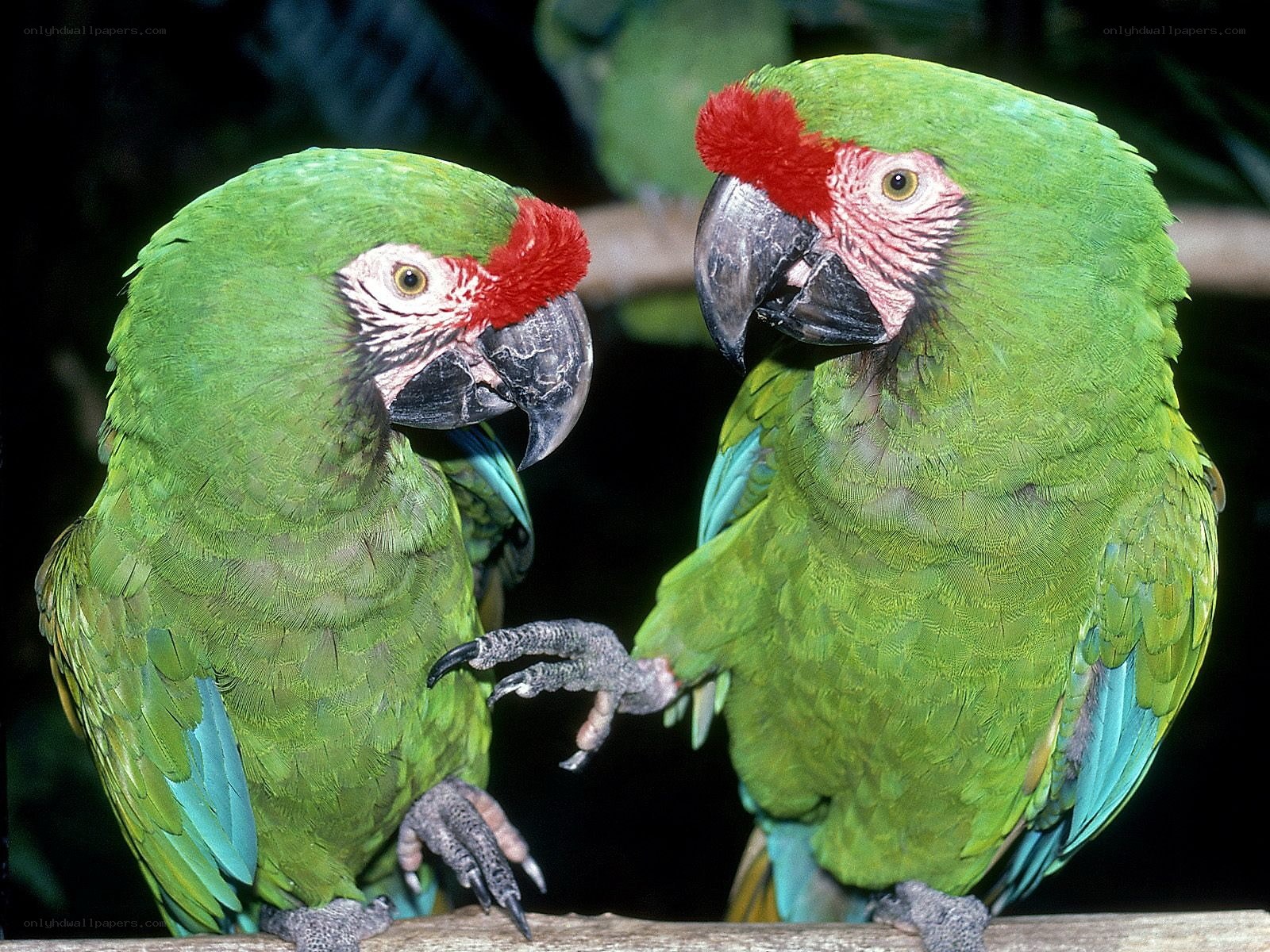 Two green parrots on a branch
