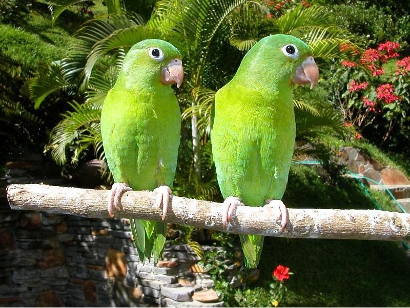 Two green parrots on a branch