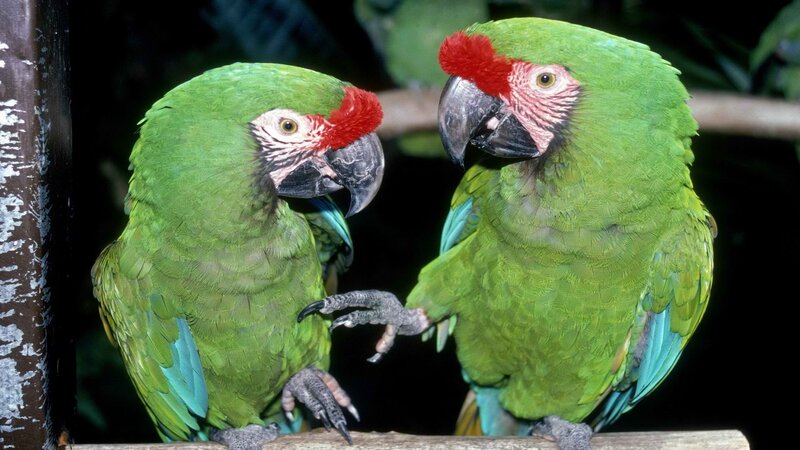 Two green parrots on a branch