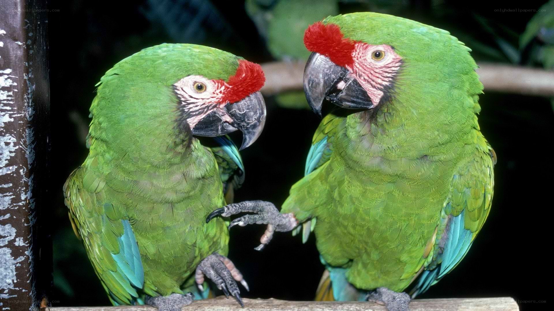 Two green parrots on a branch