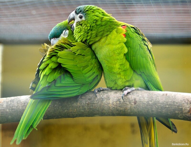 Two green parrots on a branch
