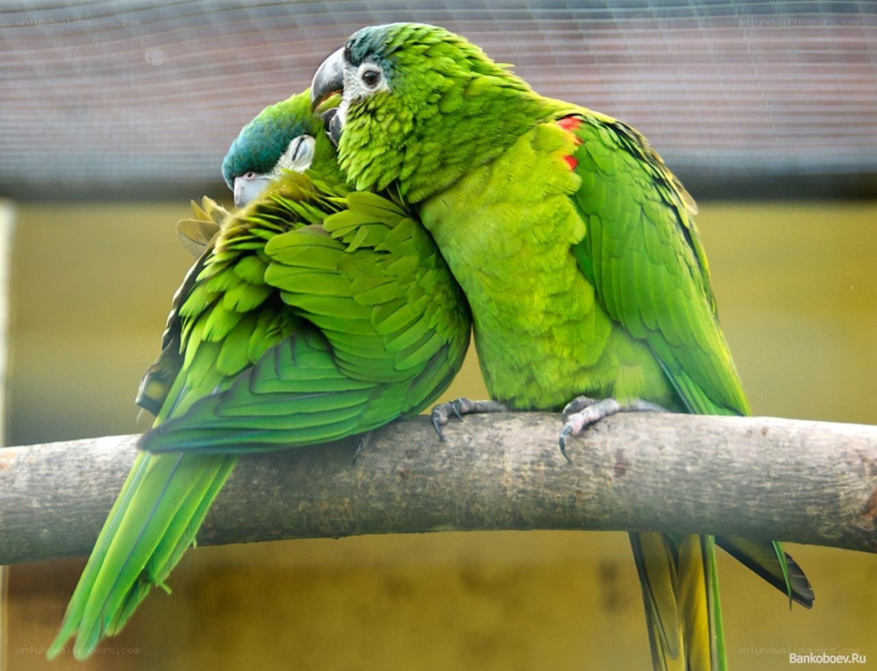 Two green parrots on a branch