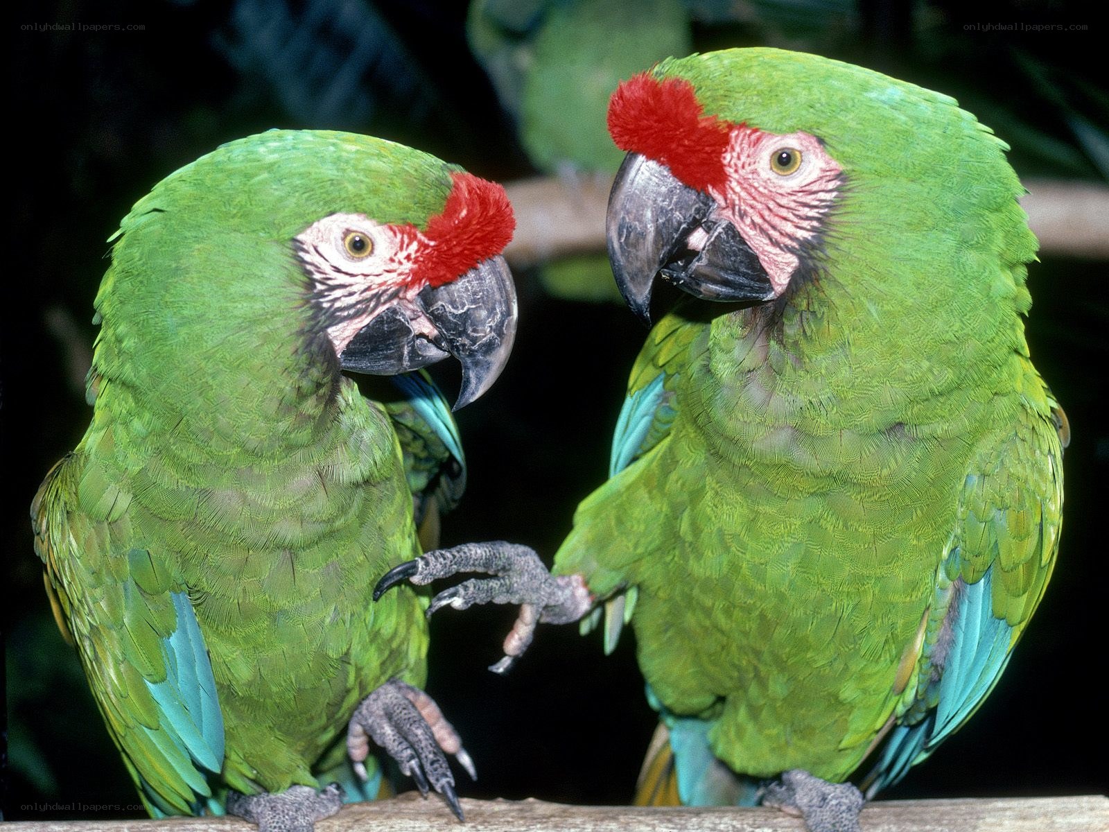 Two green parrots on a branch