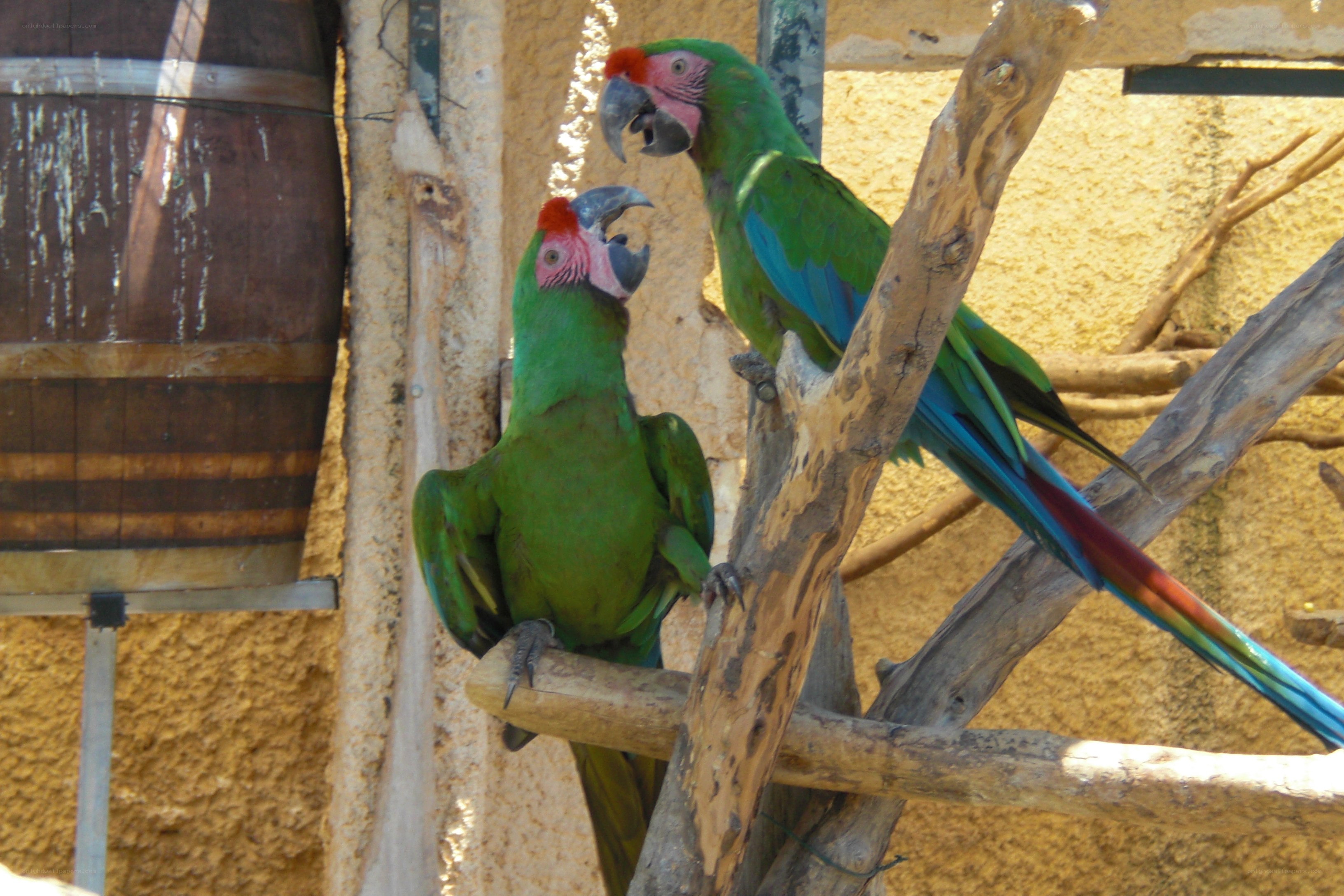 Two green parrots on a branch