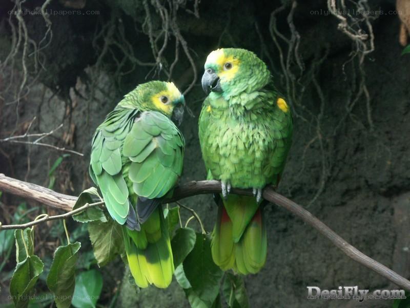 Two green parrots on a branch