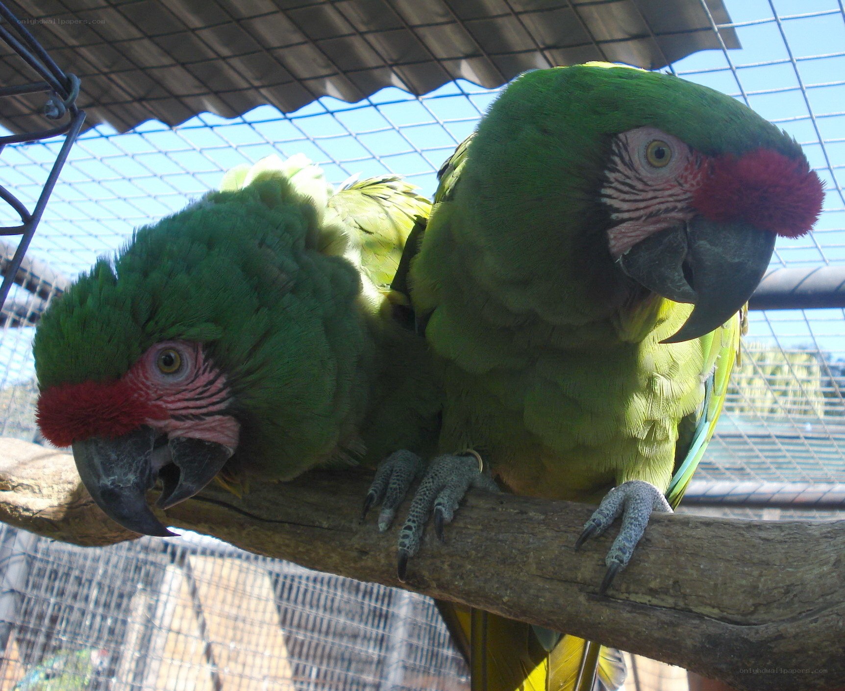 Two green parrots on a branch