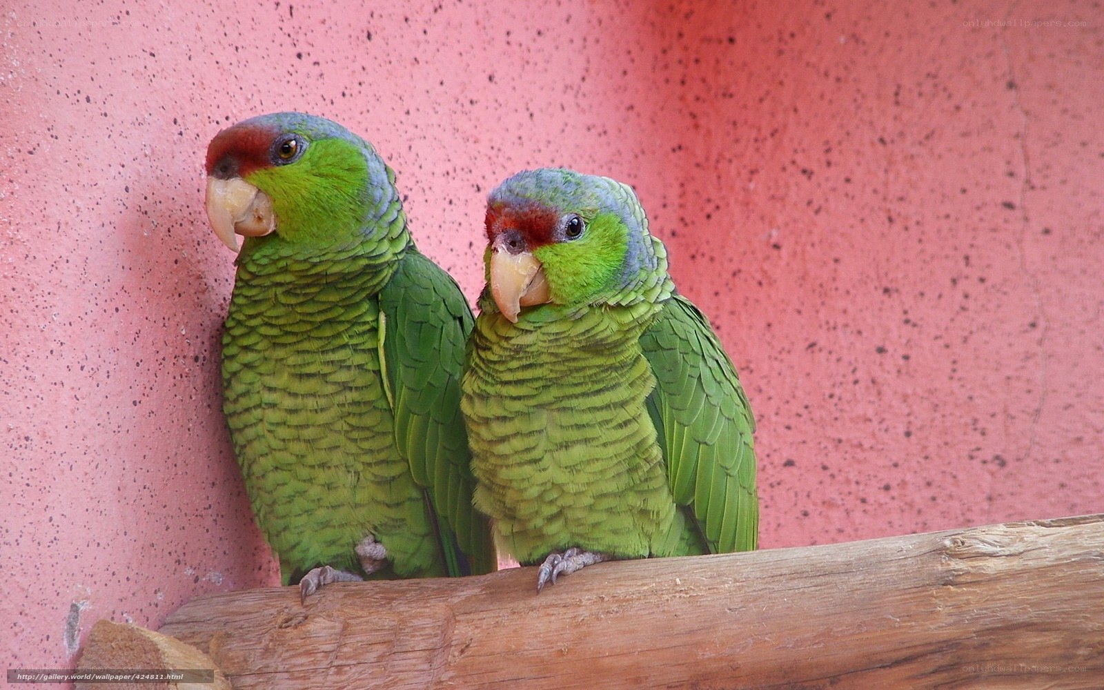 Two green parrots on a branch