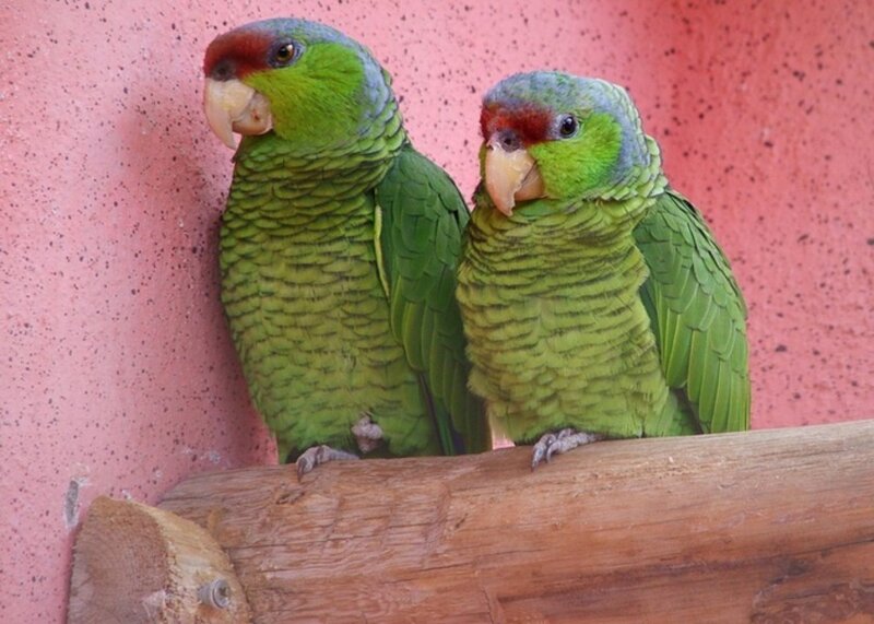 Two green parrots on a log