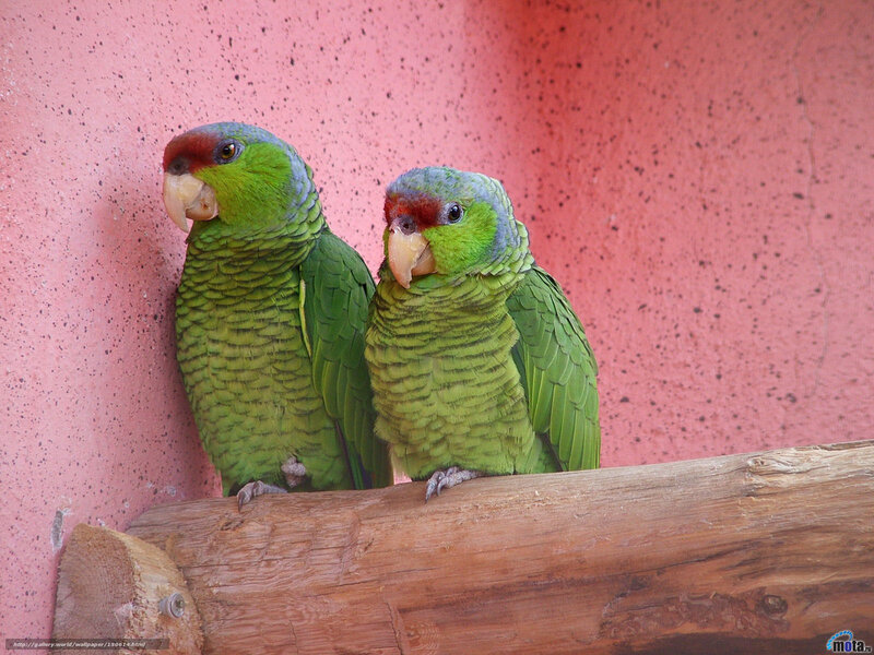 Two green parrots on a log