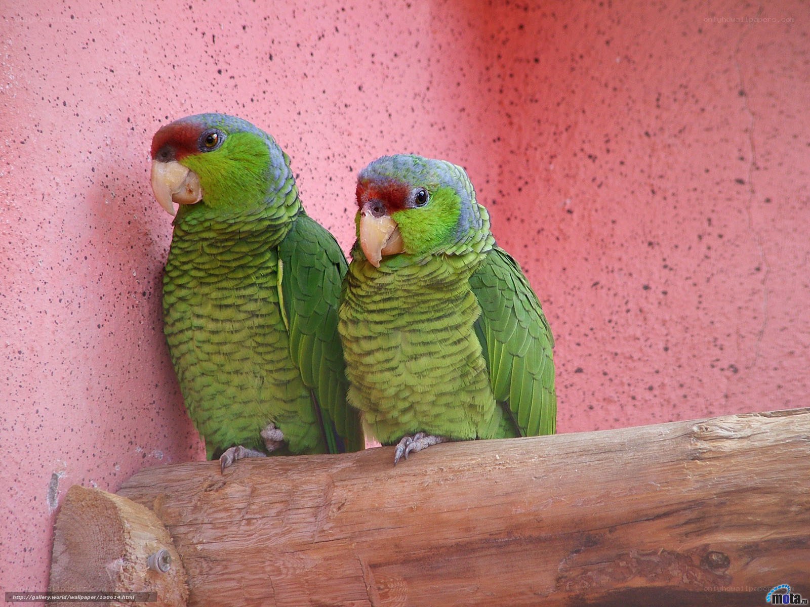 Two green parrots on a log