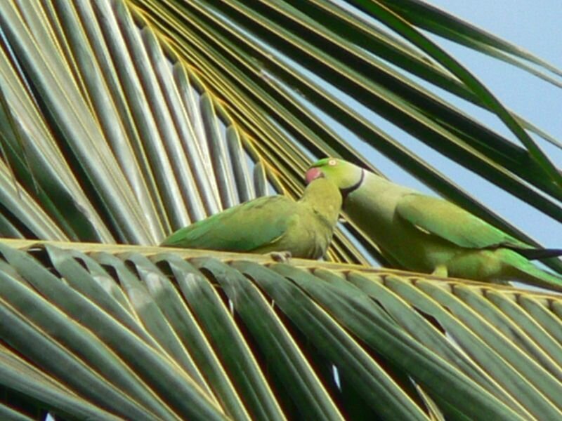 Two green parrots on a palm leaf