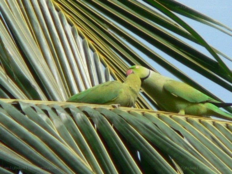 Two green parrots on a palm leaf