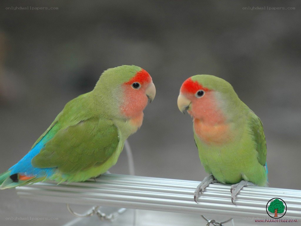 Two green parrots on a perch