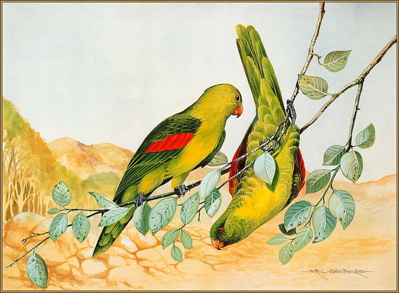Two Green Parrots on Branch — Calm, Illustration