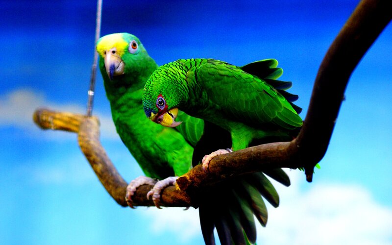 Two Green Parrots on Branch — Calm, Photograph