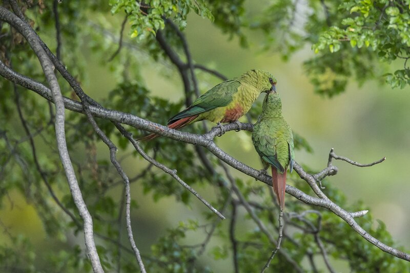Two Green Parrots on Branch — Calm, Photograph, Tree Branches