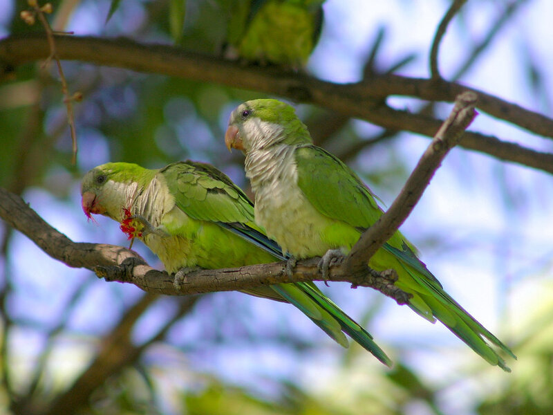 Two Green Parrots on Branch — Calm