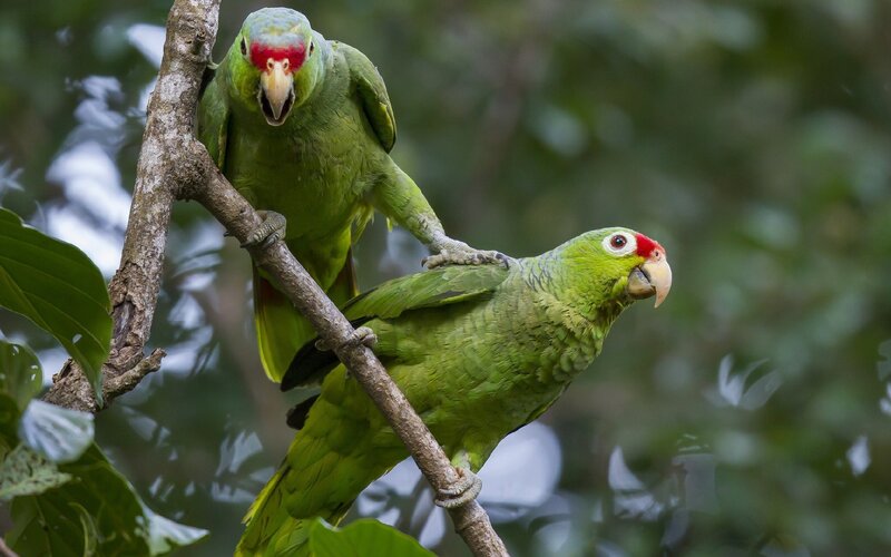 Two Green Parrots on Branch — Natural