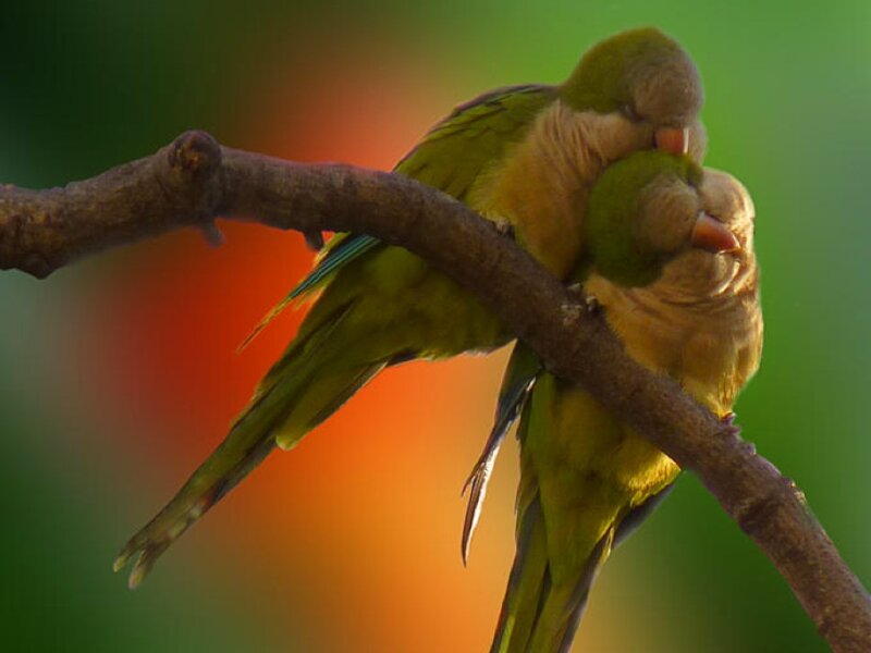 Two Green Parrots on Branch — Peaceful