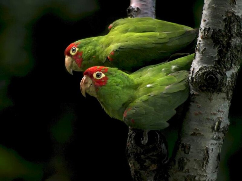 Two Green Parrots on Branch