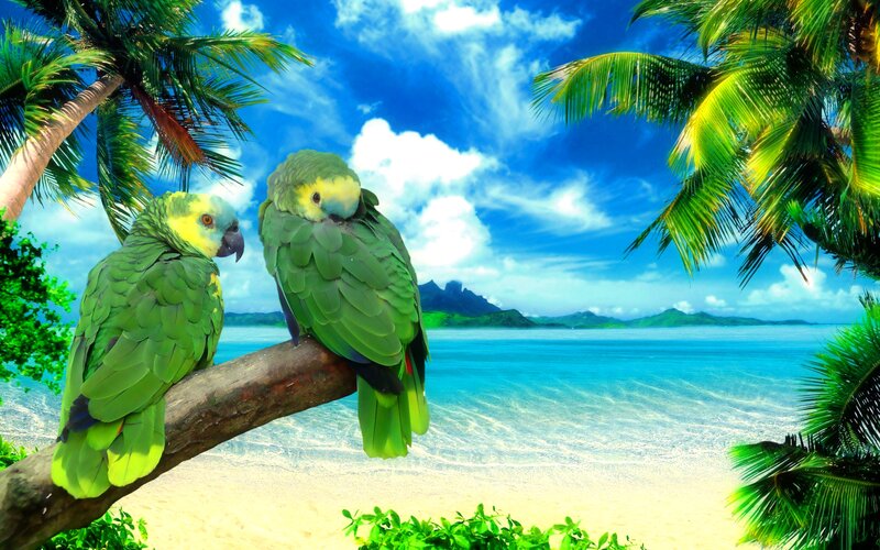 Two Green Parrots on Branch — Tropical