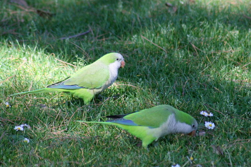 Two Green Parrots on Grass