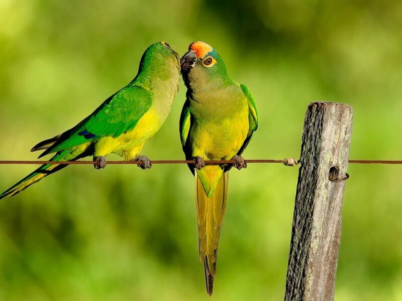 Two Green Parrots — Peaceful, Afternoon, Photograph