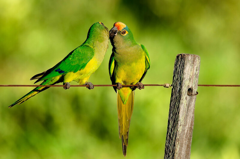 Two Green Parrots — Peaceful, Afternoon