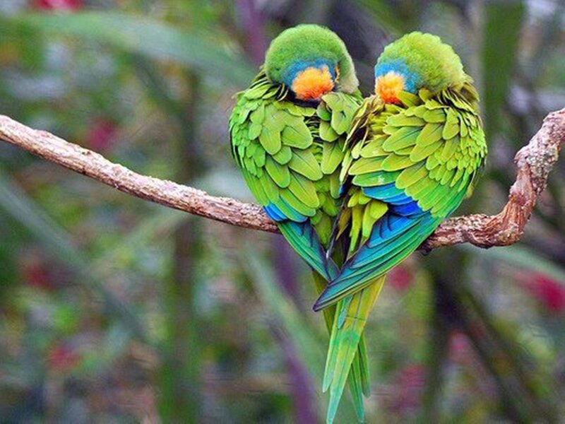 Two Green Parrots — Peaceful, Photograph