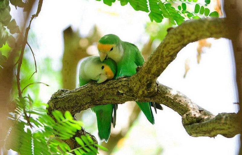 Two Green Parrots — Peaceful