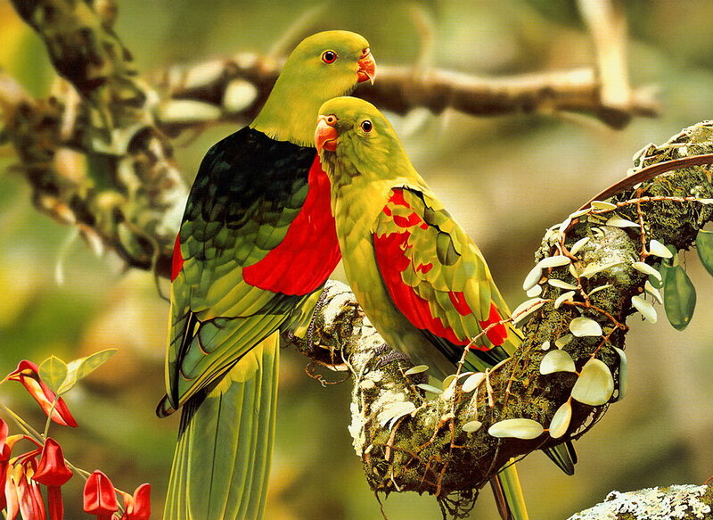 Two Green Parrots — Serene, Afternoon