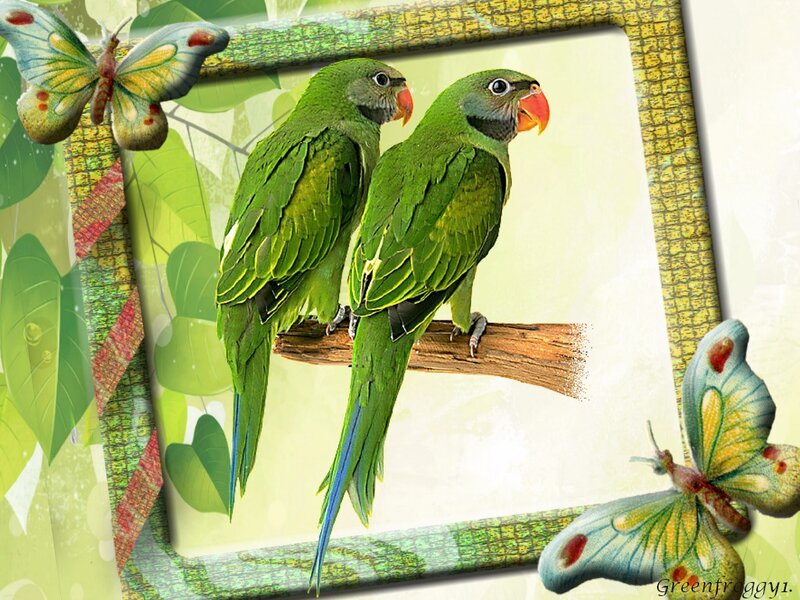 Two Green Parrots — Serene, Illustration