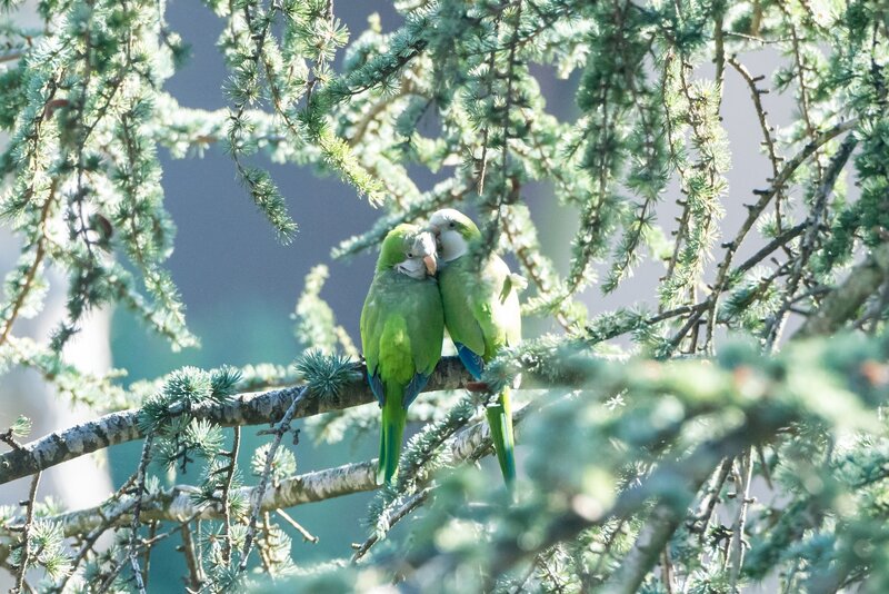 Two Green Parrots — Serene, Morning