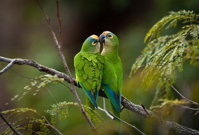 Two Green Parrots — Serene, Photograph