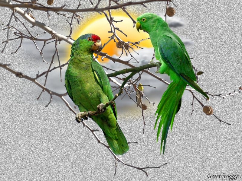 Two Green Parrots — Serene, Sunset