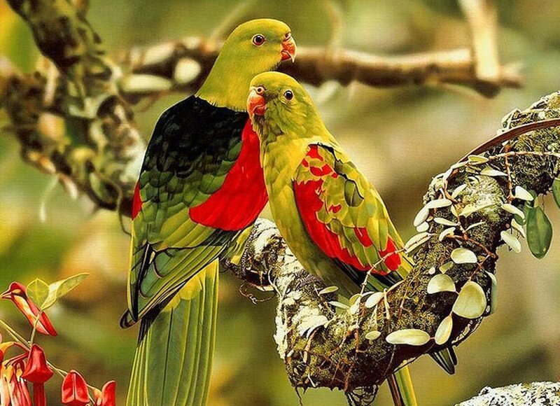 Two Green Parrots