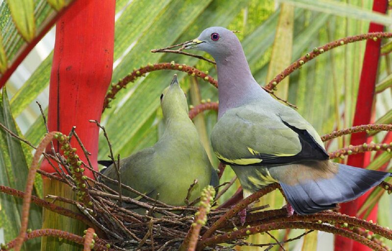 Two Green Pigeons in Nest
