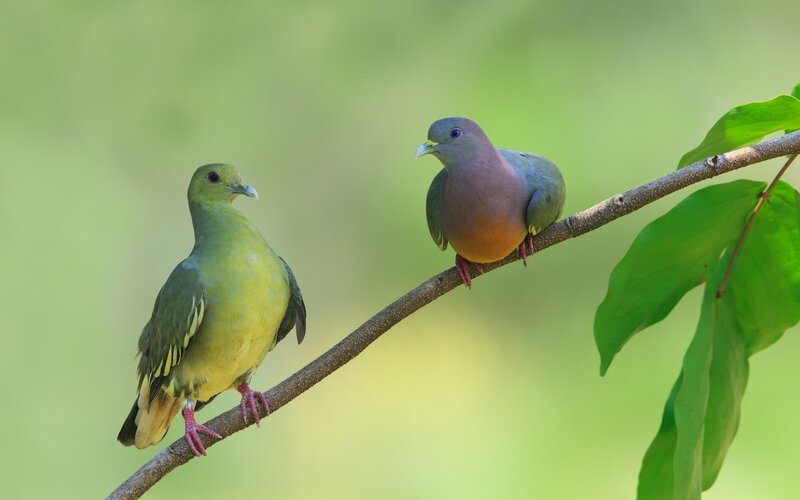 Two Green Pigeons — Serene