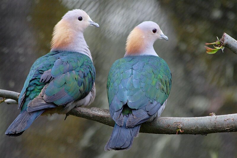 Two Green Pigeons