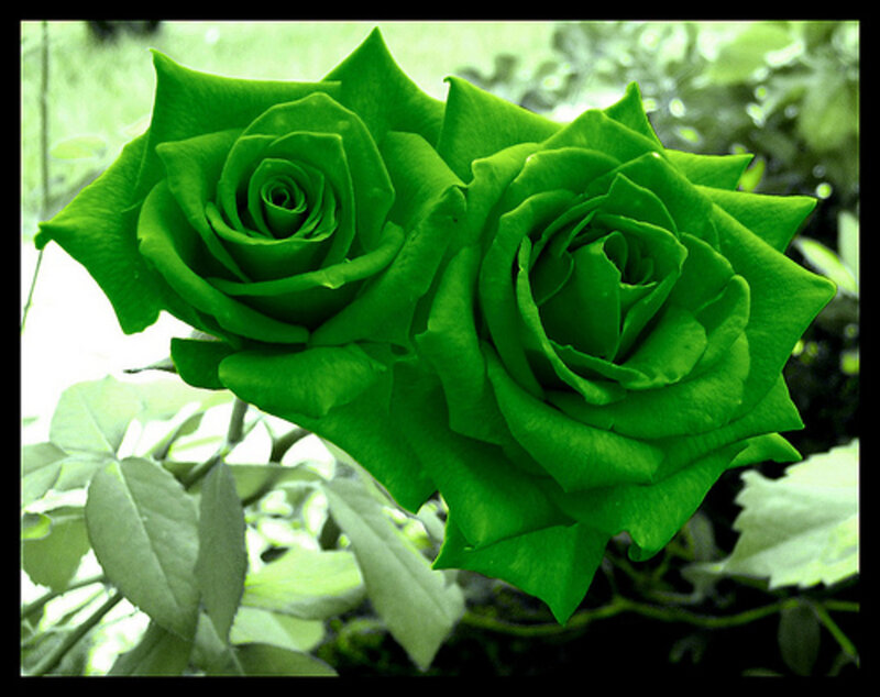 Two Green Roses