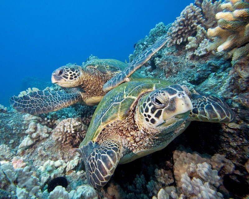 Two Green Sea Turtles