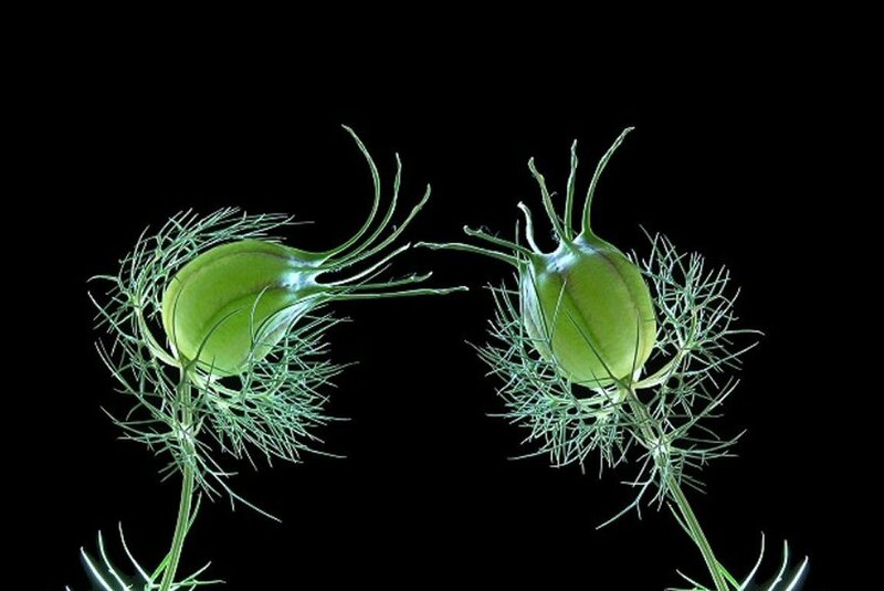 Two green seed pods
