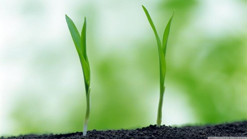 Two Green Sprouts