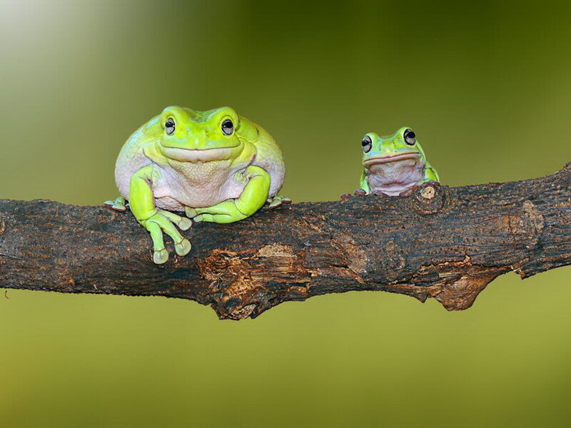 Two Green Tree Frogs — Calm, Photograph, Branch