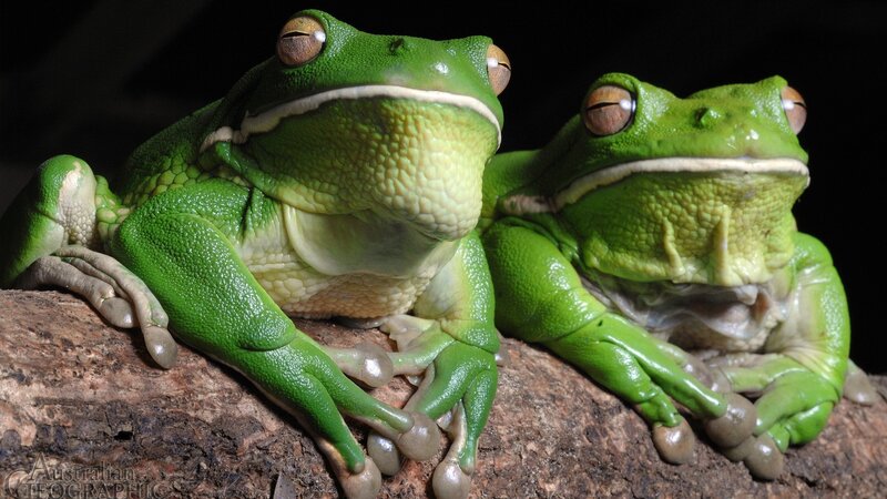 Two Green Tree Frogs — Calm, Photograph, Log