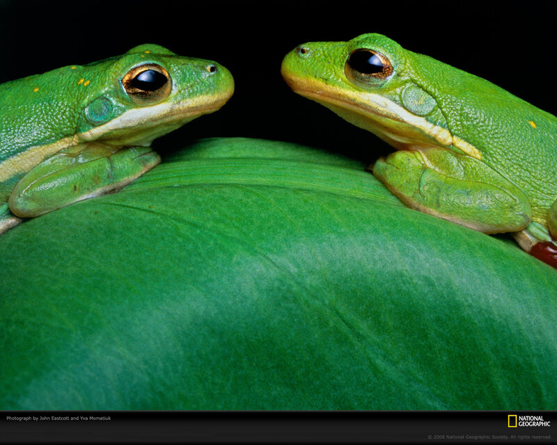 Two Green Tree Frogs — Calm, Photograph