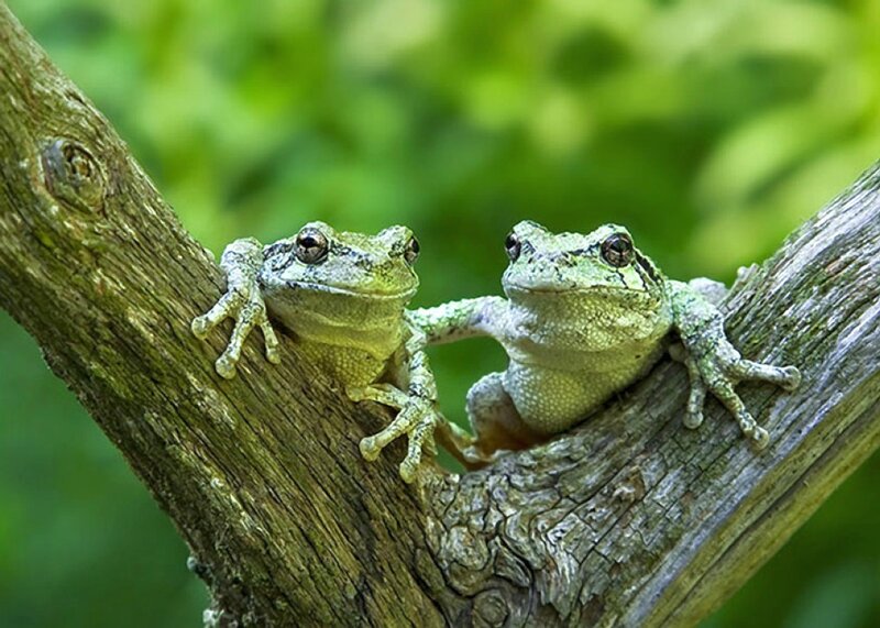 Two Green Tree Frogs — Calm