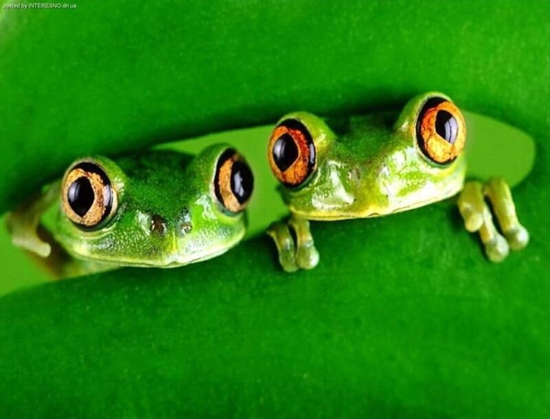 Two Green Tree Frogs — Curious, Photograph, Leaf