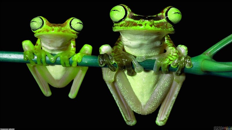 Two Green Tree Frogs — Curious, Photograph
